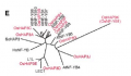 Thumbnail for version as of 10:51, 31 May 2014
