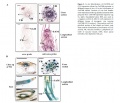 Thumbnail for version as of 02:49, 9 June 2014