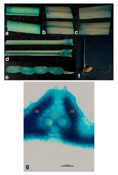 File:Os05g0365300 Figure5.jpg