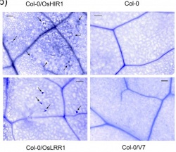 "Figure8.Lactophenol-trypan blue staining showing spontaneous cell death. Leaves of 3-week-old plants were stained with lactophenol-trypan blue to detect dead cells. Spontaneous cell death found on the leaves of OsHIR1 and OsLRR1 transgenic plants were indicated by black arrows. Bars = 100 μm(from reference [1]"