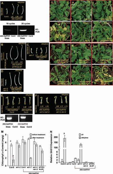 File:Fig.2 expression.png