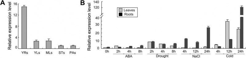 File:ONAC045 expression1.jpg