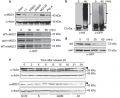 TAD1 targets MOC1 in a cell-cycle phase-dependent manner.png