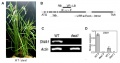 Thumbnail for version as of 01:33, 1 June 2014