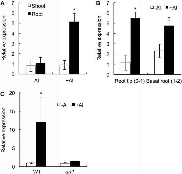 File:Example1234567.jpg
