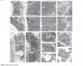 Thumbnail for version as of 13:00, 23 May 2014