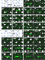 Thumbnail for version as of 00:52, 10 June 2014