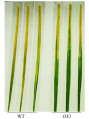 Thumbnail for version as of 16:24, 8 June 2014