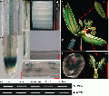 Thumbnail for version as of 06:23, 26 December 2014