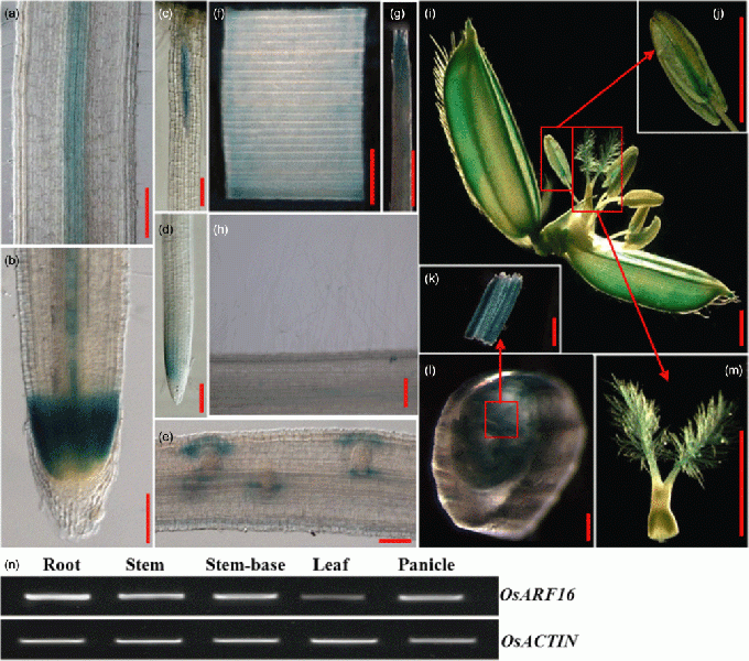 File:Shijc-Os06g0196700-Fig4.gif