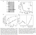 Thumbnail for version as of 08:45, 9 June 2014
