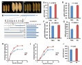 Thumbnail for version as of 03:04, 13 June 2014