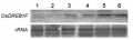 Thumbnail for version as of 07:26, 7 June 2014
