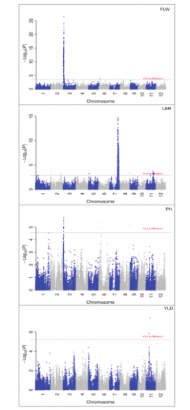 File:IC4R007-GWAS-2015-25785447-1.PNG