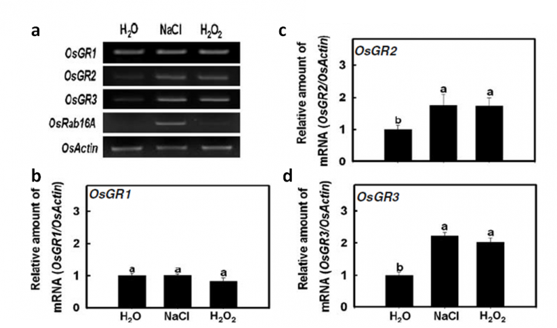 File:OsGR2 Fig.04.png