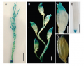 Thumbnail for version as of 15:16, 3 June 2014