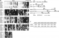 Thumbnail for version as of 03:23, 25 May 2014
