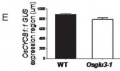 Fig3E.JPG