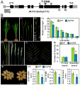 Thumbnail for version as of 13:04, 14 May 2014