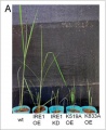 Thumbnail for version as of 05:25, 21 May 2014