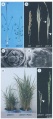 Thumbnail for version as of 04:46, 7 June 2014