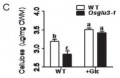 Fig3G.JPG