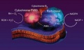 Thumbnail for version as of 09:08, 8 June 2014