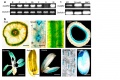 Thumbnail for version as of 12:56, 9 June 2014