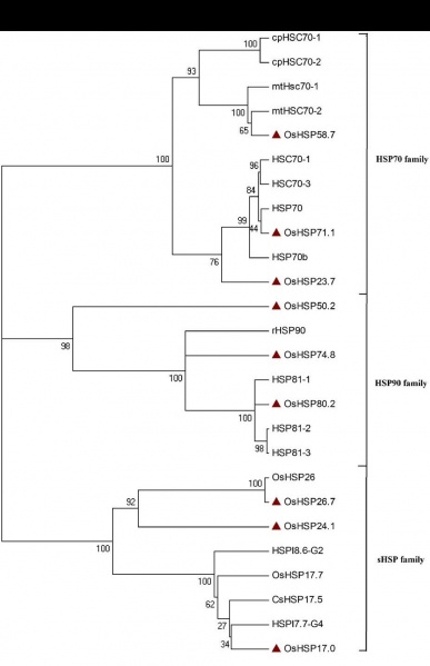 File:Nine OsHSP genes.jpg