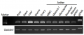 Thumbnail for version as of 01:54, 8 June 2014