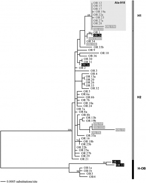 File:F2.large.jpg