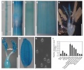 Thumbnail for version as of 13:10, 27 May 2014