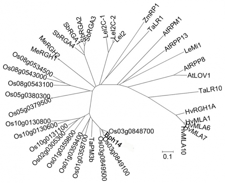File:Phylogenetic Analysis.png