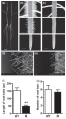 Thumbnail for version as of 02:59, 10 December 2016