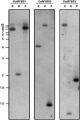 Thumbnail for version as of 02:00, 2 June 2014