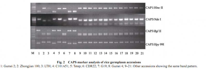 File:CAPS makers analysis.png
