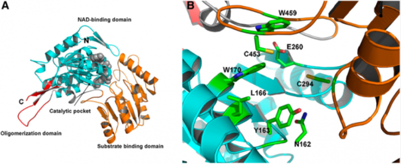 File:Structure.png