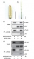 Thumbnail for version as of 13:14, 8 June 2014
