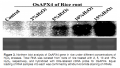 Thumbnail for version as of 08:30, 24 May 2014