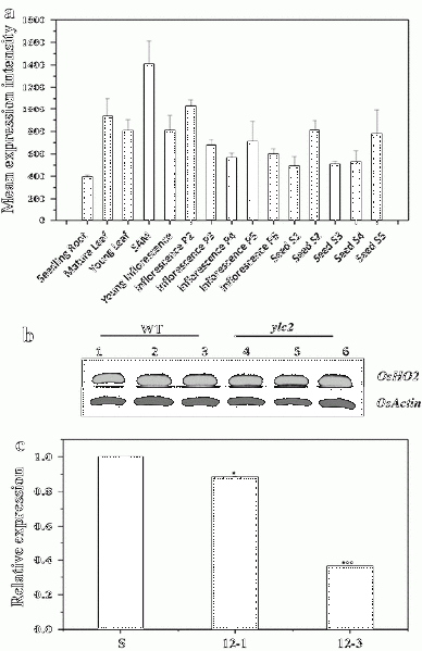 File:Shijc-Os03g0395000-Fig4.gif