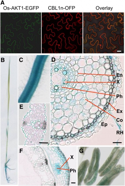 File:Shijc-Os07g0150700-Fig5.jpg