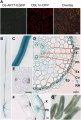 Thumbnail for version as of 15:16, 27 December 2014