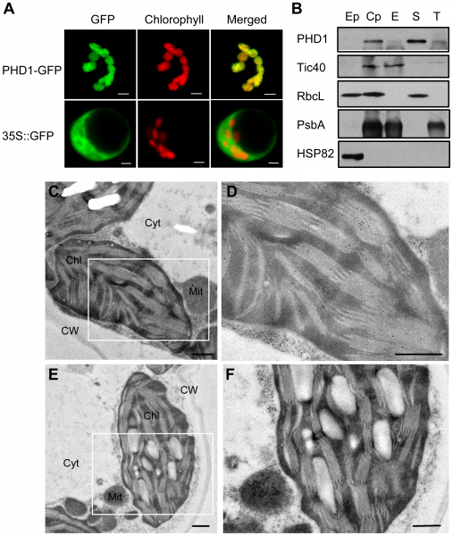 File:Subcellular localization of PHD1.png