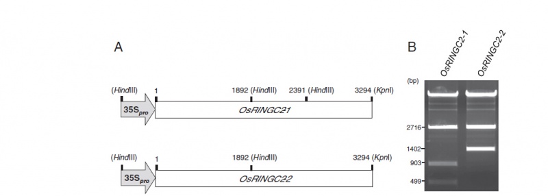 File:Liu-Os12g0102400-Fig1.jpg