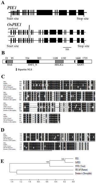 File:OsPIE1Figure1.png