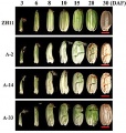 Thumbnail for version as of 14:10, 16 March 2013