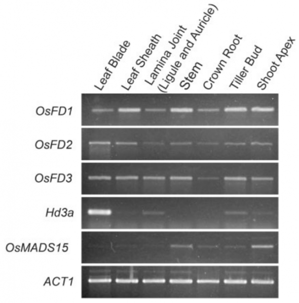 File:152-Os09g0540800.png