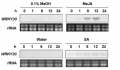 Thumbnail for version as of 11:49, 10 May 2014