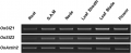 Thumbnail for version as of 12:12, 26 June 2014
