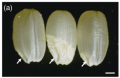 Thumbnail for version as of 14:49, 19 October 2016